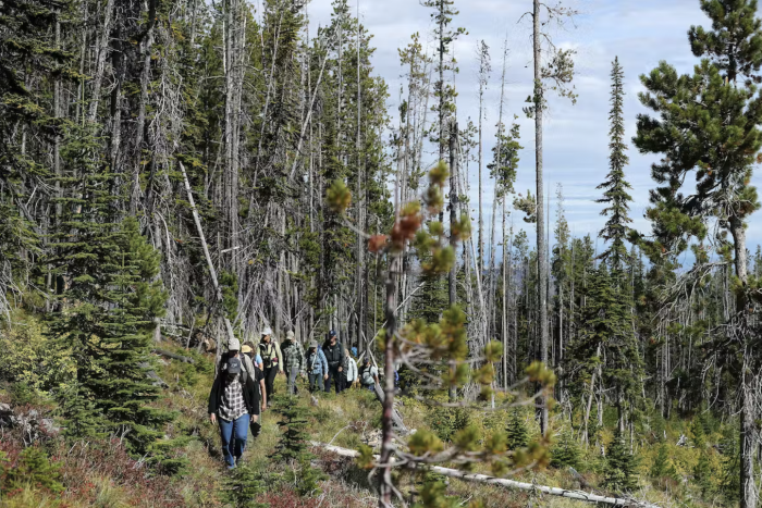 Montana forest